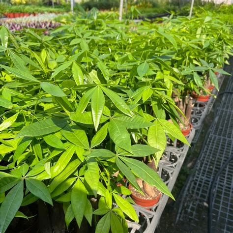 店面招財植物|店面招財方法：4大主題助你提升財運